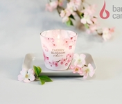 Cherry Blossom