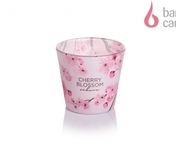 Cherry Blossom